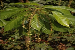 Fahrenheitia zeylanica